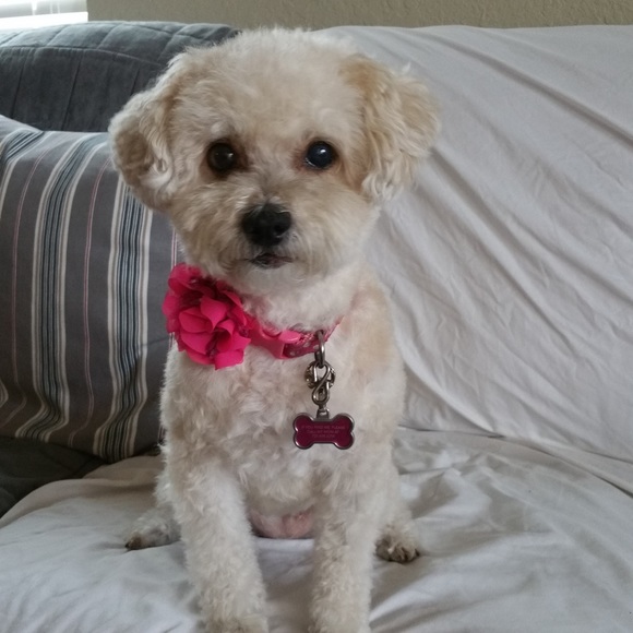 Meet your Posher, Dawn - Picture 4 of 9